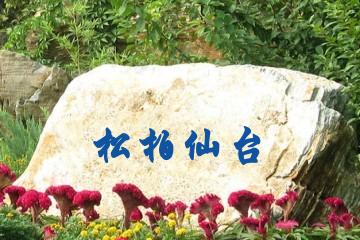 松柏仙台